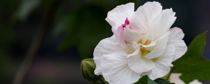 芙蓉花如何换盆浇水养护（芙蓉花如何换盆浇水养护方法）