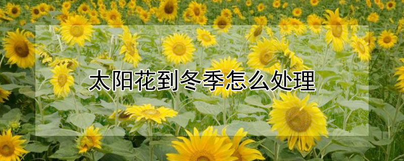 太阳花到冬季怎么处理 太阳花到冬天怎么打理