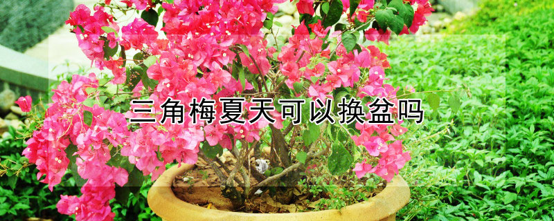 三角梅夏天可以换盆吗（三角梅夏天可以换盆吗视频）