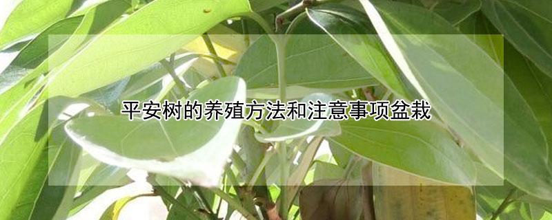 平安树的养殖方法和注意事项盆栽 平安树的养殖方法和注意事项 盆栽