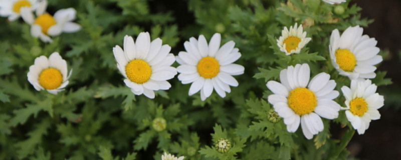 菊花能否种在地里 菊花能否种在地里养