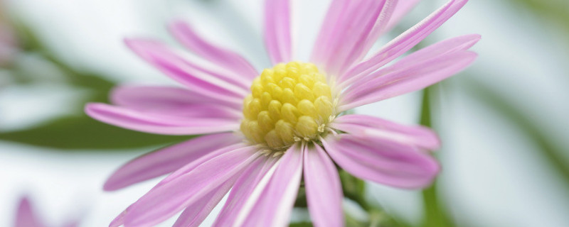 菊花浇水过多怎么办 菊花浇水过多怎么办视频