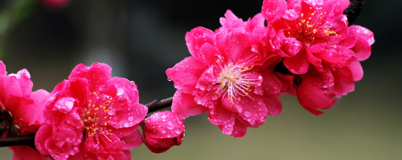 腊梅花香味有毒吗（腊梅花的气味有毒吗）