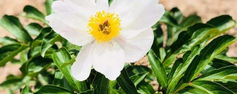 芍药花秋天剪枝吗 芍药花秋天剪枝吗怎么剪