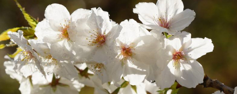 中国樱花开花时间（中国樱花开花时间是几月）