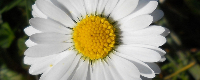 菊花长虫子怎么办 菊花长虫子怎么办用什么药