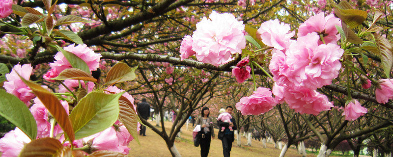 樱花冬天怎么养护（樱花冬天怎么养护视频）