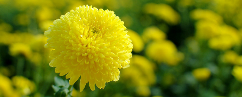 菊花浇水的正确方法（怎样让菊花矮壮不长高）