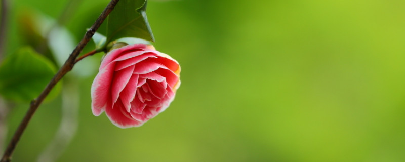 家里种茶花树吉利吗