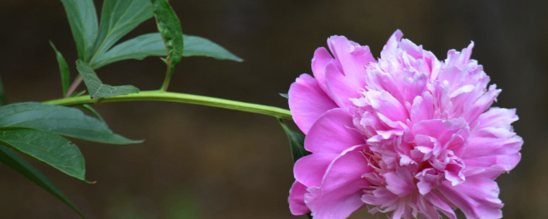 芍药根种下多久发芽（芍药根种下多久发芽正常）