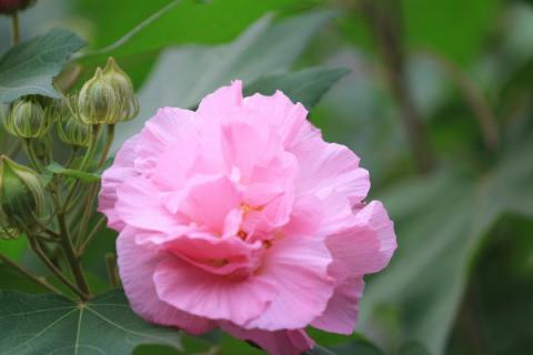 芙蓉花叶子掉完了还会生长吗