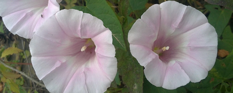 牵牛花种子可以水培吗（牵牛花种子可以水培吗）