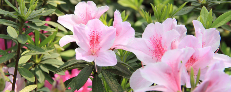 怎样养杜鹃花才能有花蕾（怎样养杜鹃花才能有花蕾视频）