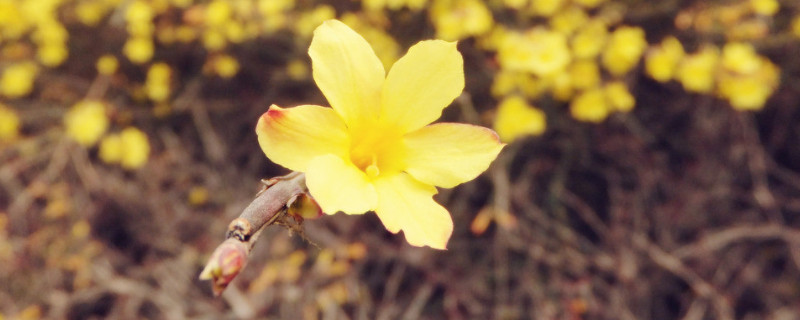 迎春花秋天能移栽吗