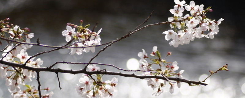 樱花夏天可以移植吗（樱花夏天可以移植吗图片）