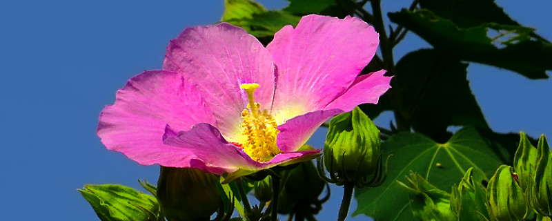 芙蓉花要是肥大了咋办（芙蓉花要是肥大了咋办呢）