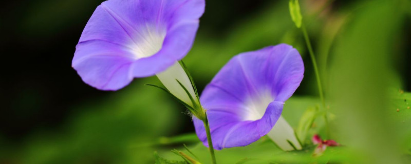 牵牛花徒长了怎么办（牵牛花徒长不开花）