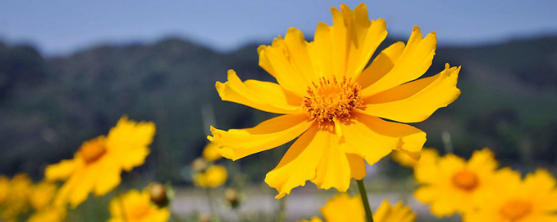 菊花水培多久长根