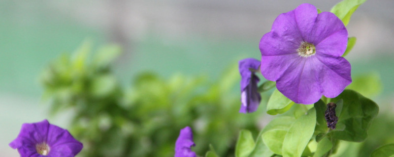 牵牛花种子能播在院子里吗（牵牛花种子能播在院子里吗视频）