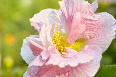 芙蓉花叶子多可以弄掉吗