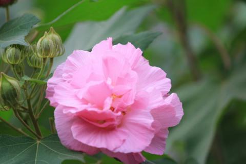 芙蓉花花开好后怎么修剪