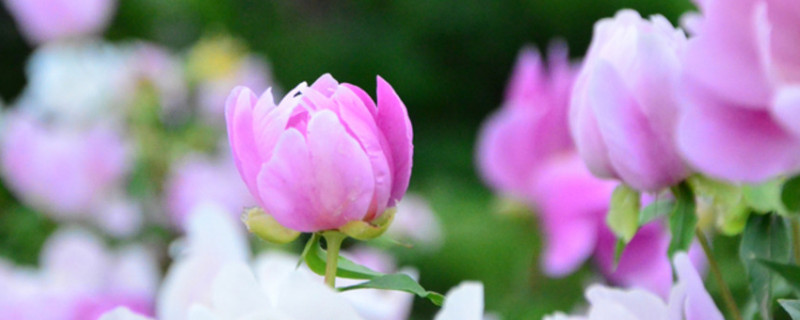 芍药花盆栽深度（芍药花种多深）