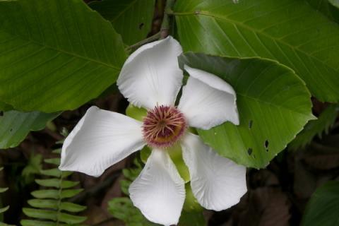 栀子花夏天能换盆吗