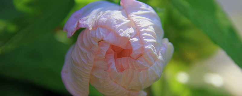 芙蓉花叶子掉完了还会生长吗（芙蓉花叶子蔫了怎么回事）