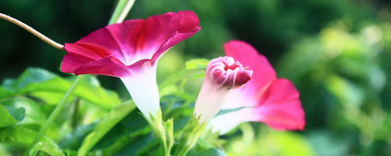 牵牛花的花苞为什么会掉了 牵牛花的花苞为什么会掉了呢