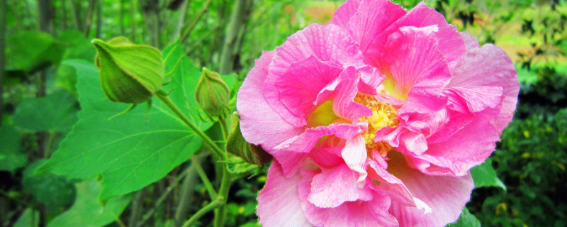 芙蓉花病虫害的防治（芙蓉花有虫子怎么办）