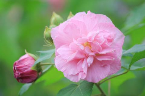 芙蓉花浇水的正确方法