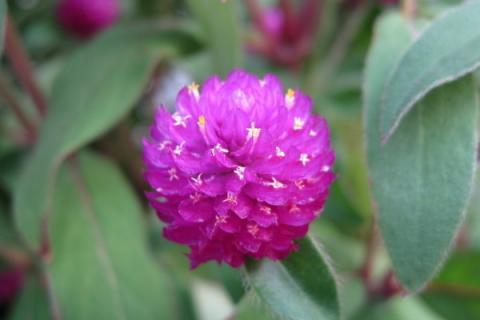 菊花种子怎么种植发芽率高