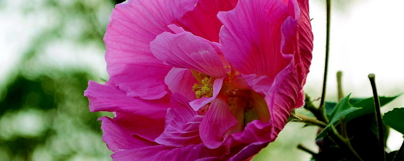 芙蓉花水生根怎么移栽盆里头 芙蓉花水培生根快还是土里生根快