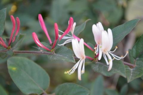 金银花怕冻吗