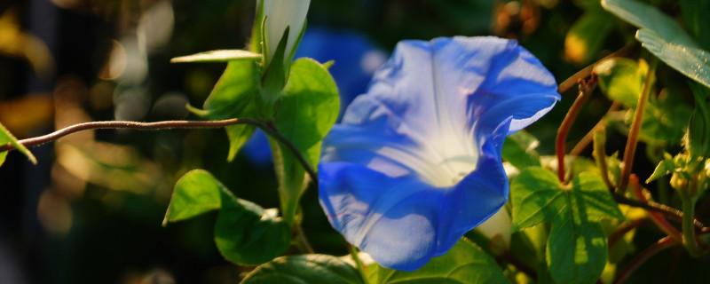 牵牛花为什么不能浇很多水（牵牛花为什么不能浇很多水呀）