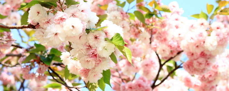 桃花是什么季节开的 桃花是什么季节开的最佳答案