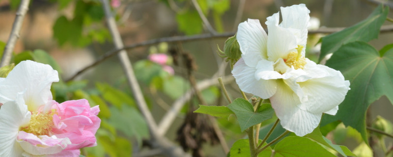 芙蓉花是什么季节开的 芙蓉花是什么季节开的植物