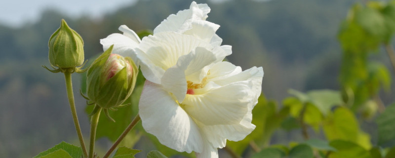 芙蓉花的叶子怎么栽呢（芙蓉花的叶子怎么栽呢视频）