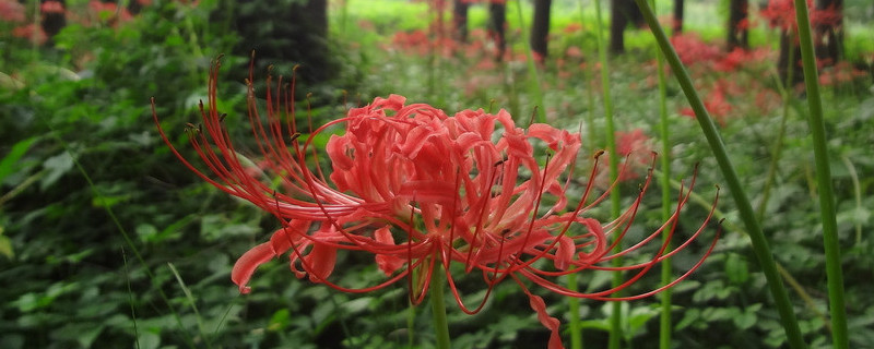 彼岸花怎样种植才开花（彼岸花怎么种出来）