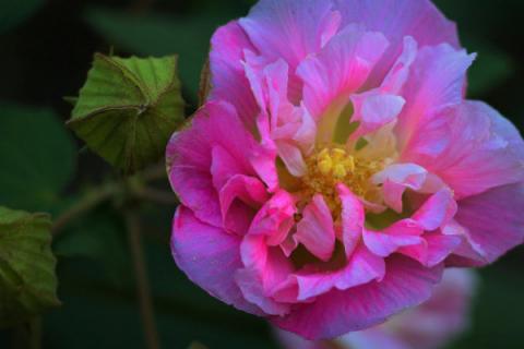 芙蓉花秋天上肥吗