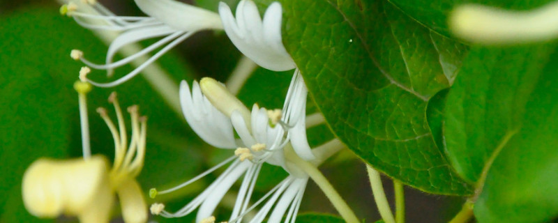 金银花为什么叫忍冬花（金银花是忍冬花吗）