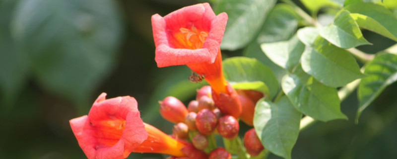 凌霄花几月发芽（凌霄花是凶树还是吉树呢）