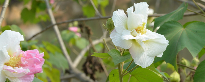 芙蓉花种子怎么种（芙蓉花种子怎么种植方法视频）