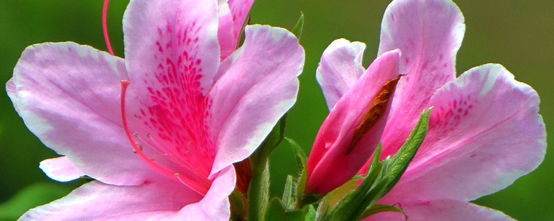 杜鹃花早上浇水还是晚上浇水 杜鹃花夏天浇水