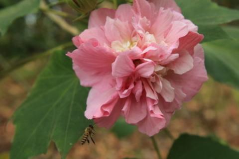 芙蓉花的香味是怎样的