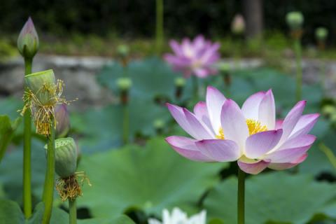 家里水养的荷花烂叶怎么办