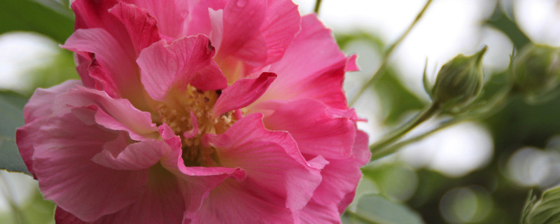 芙蓉花根断了能移植活吗 芙蓉花根断了能移植活吗视频