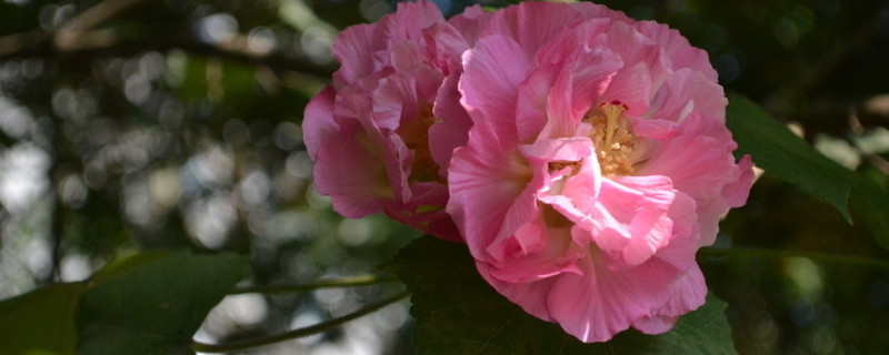 芙蓉花喜欢酸性土还是碱性土 芙蓉花喜欢酸性吗