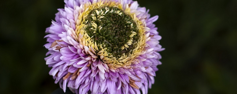 菊花修剪后还能再开花吗 菊花修剪后还能再开花吗