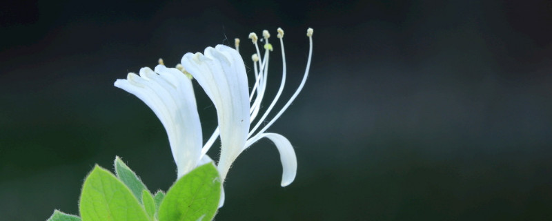 金银花冬天能移栽吗 金银花冬天可以移植吗